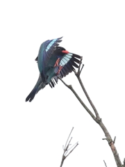 ブッポウソウの森 15
