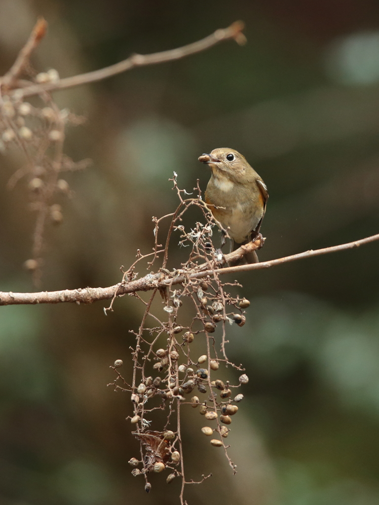冬の森　20