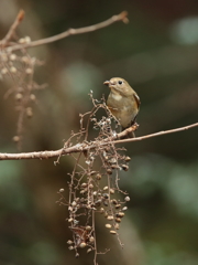 冬の森　20