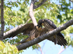 チゴハヤブラザーズ 8