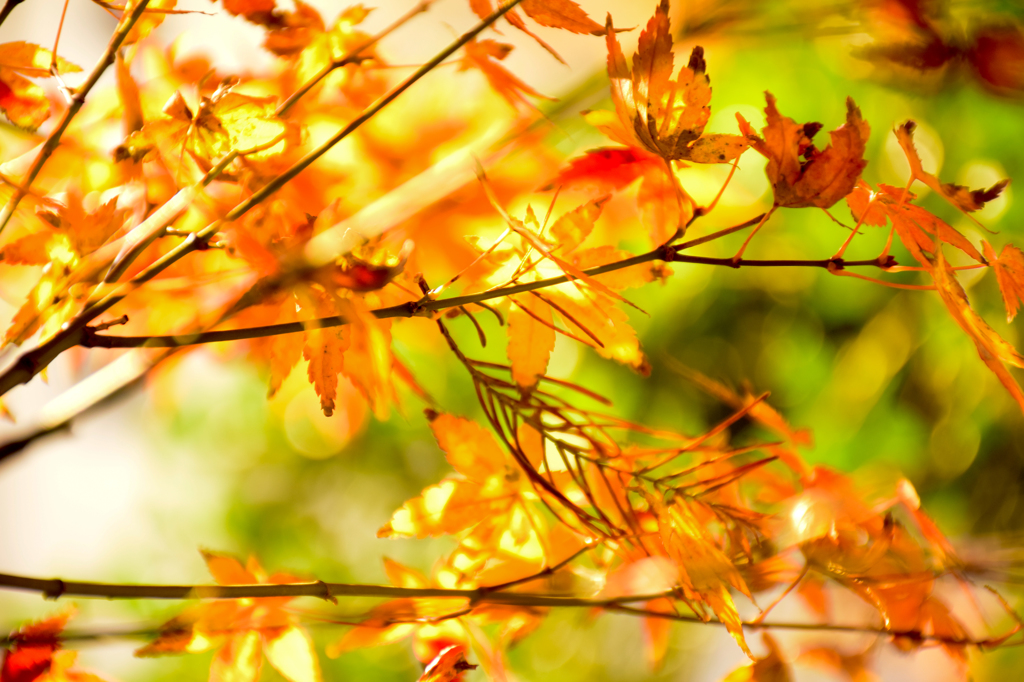 暖の紅葉