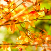 暖の紅葉