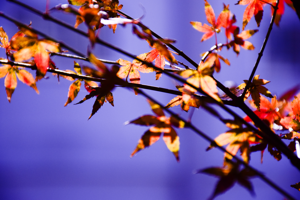 寒の紅葉