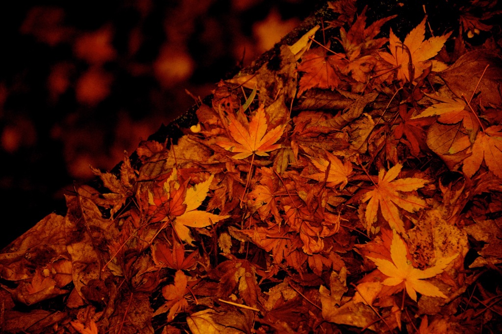 紅葉