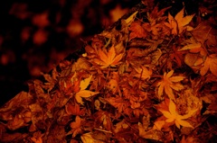 紅葉