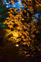 普通の紅葉