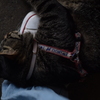 曳舟の猫