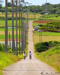 沖縄ひとり旅2016～ 小浜島 シュガーロード 