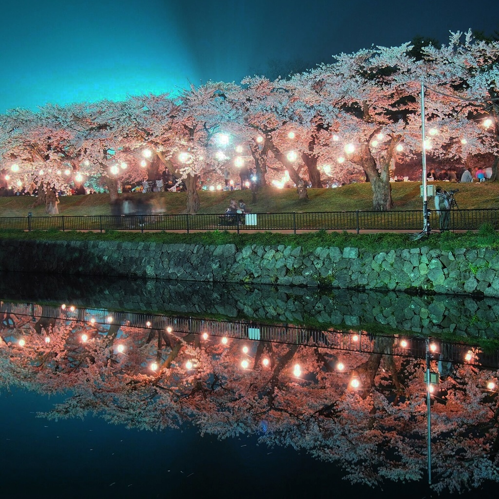 夜桜