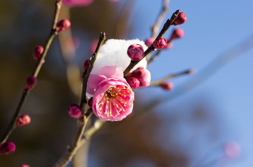 紅梅と雪