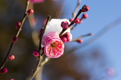 紅梅と雪