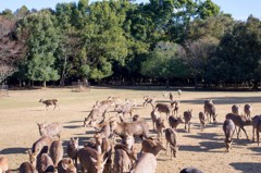 奈良公園 鹿寄せ