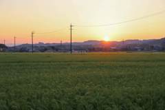 朝の田園