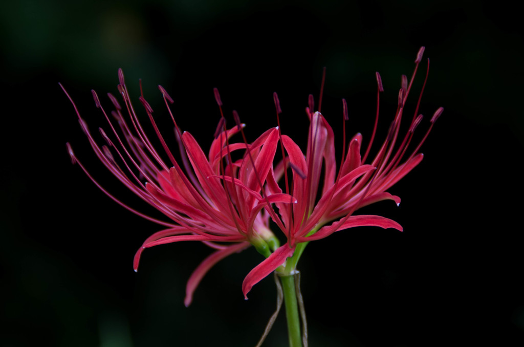 曼珠沙華