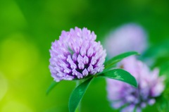 紫の花