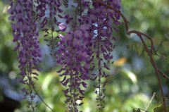 藤の花