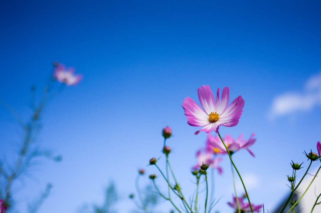 コスモスの花