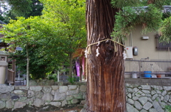 大杉