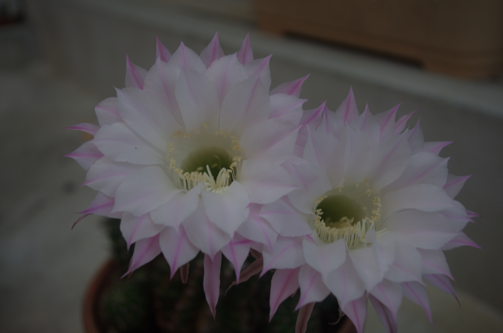 サボテンの花