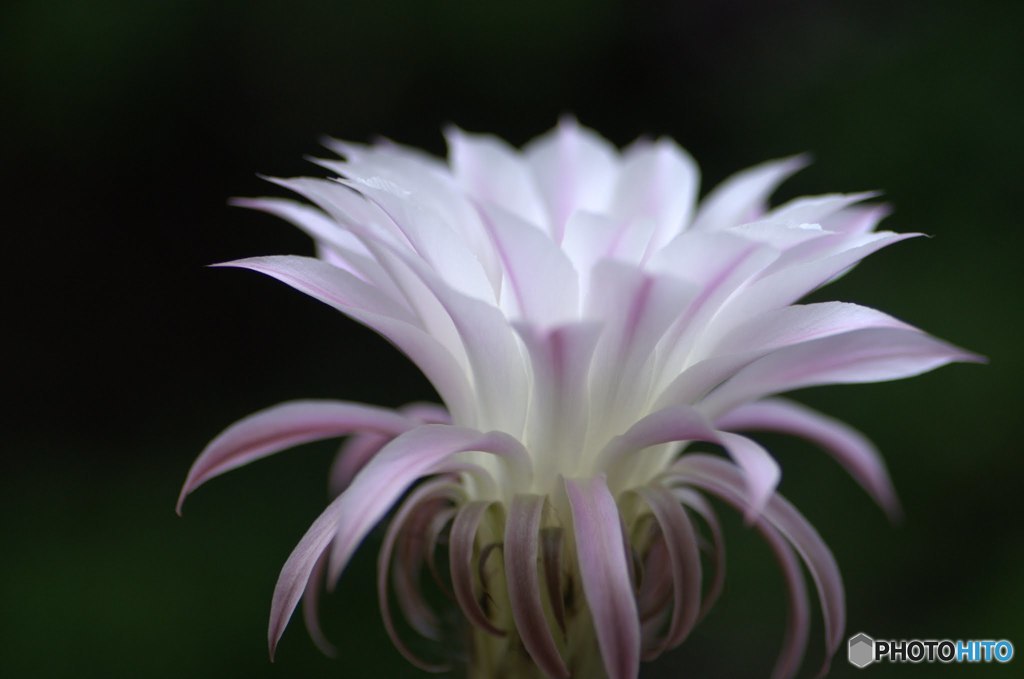 サボテンの花