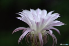 サボテンの花