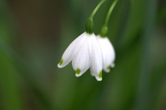 鈴蘭の花