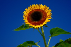 太陽に向かって