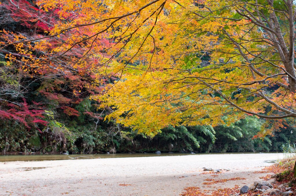 河原の紅葉