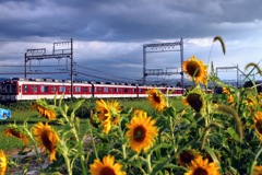 ひまわりと電車