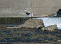水鳥の着地