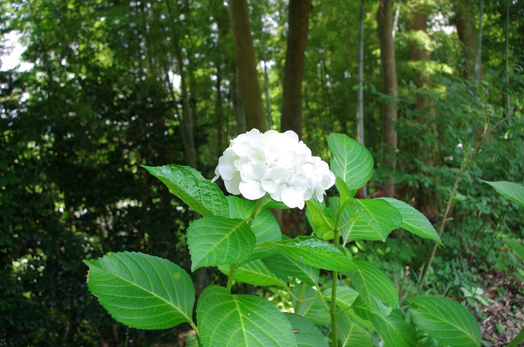 白い紫陽花