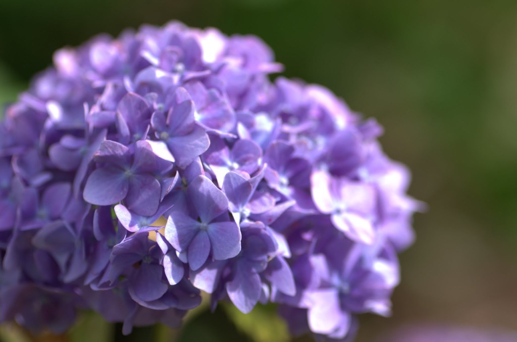 紫陽花