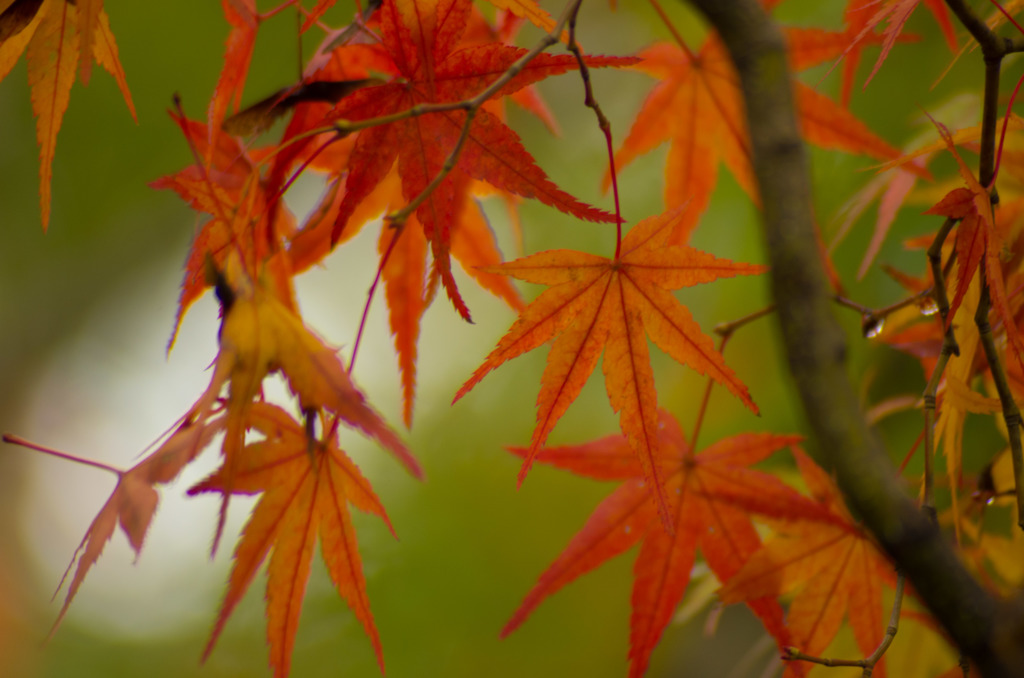 紅葉