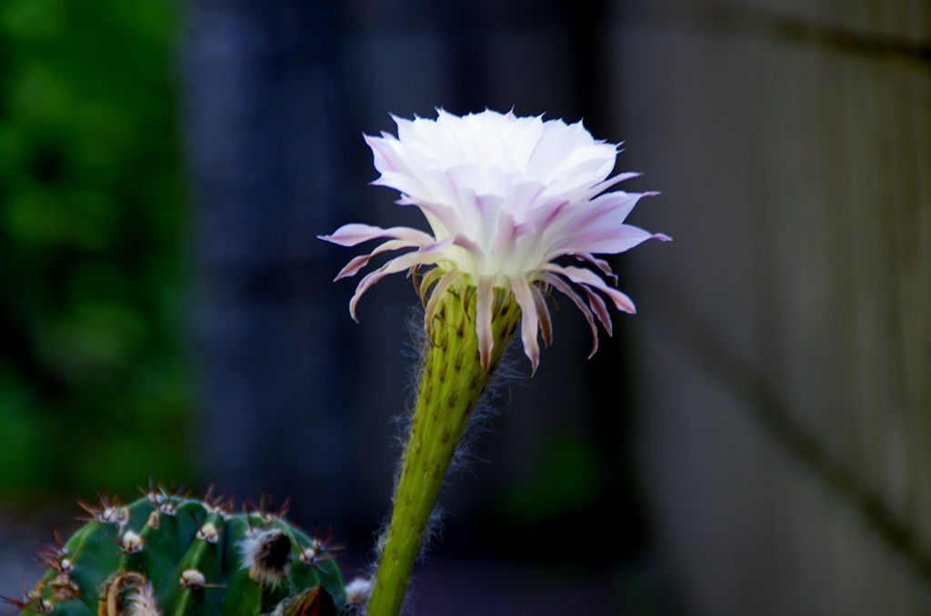 今年２回目のサボテンの花１