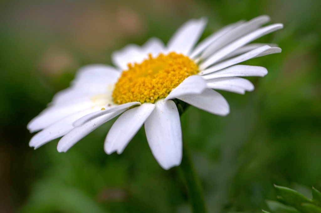 庭の花