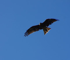 鳶