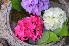 紫陽花