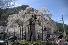 枝垂れ桜