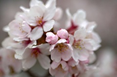 桜の花