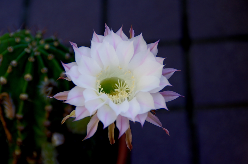 今年２回目のサボテンの花２