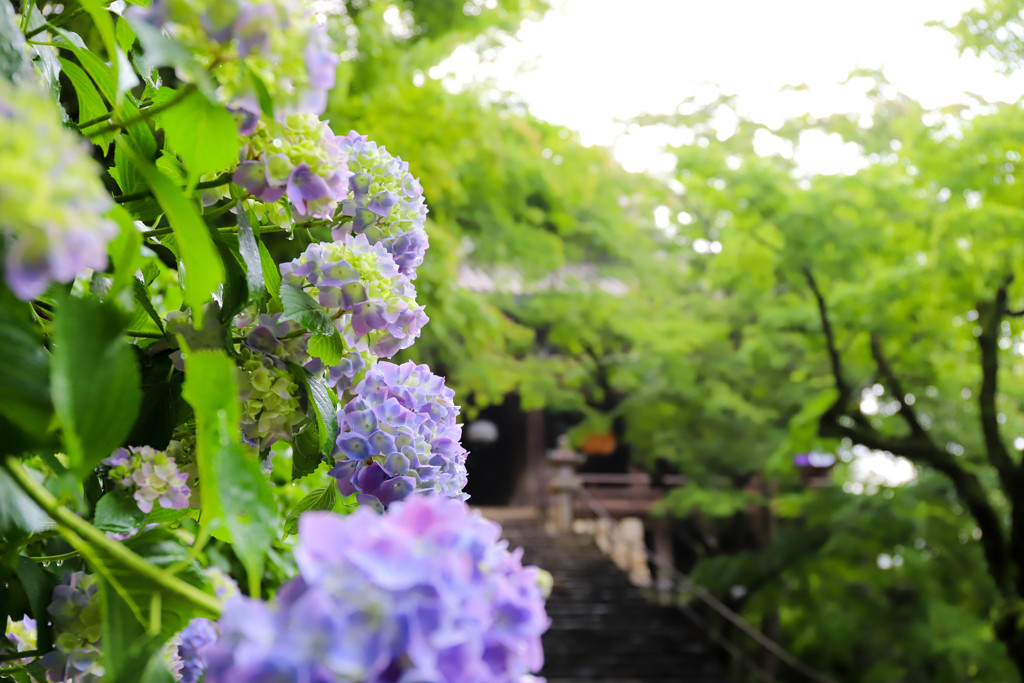 雨上がりのI紫陽花