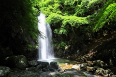 伊賀の白藤の滝