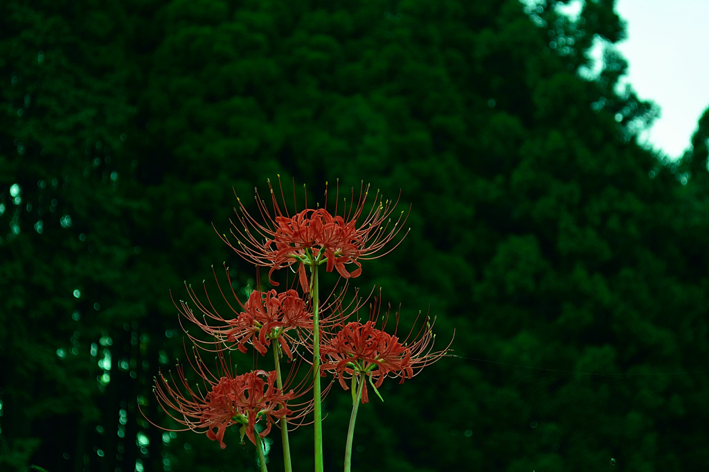 悲願花