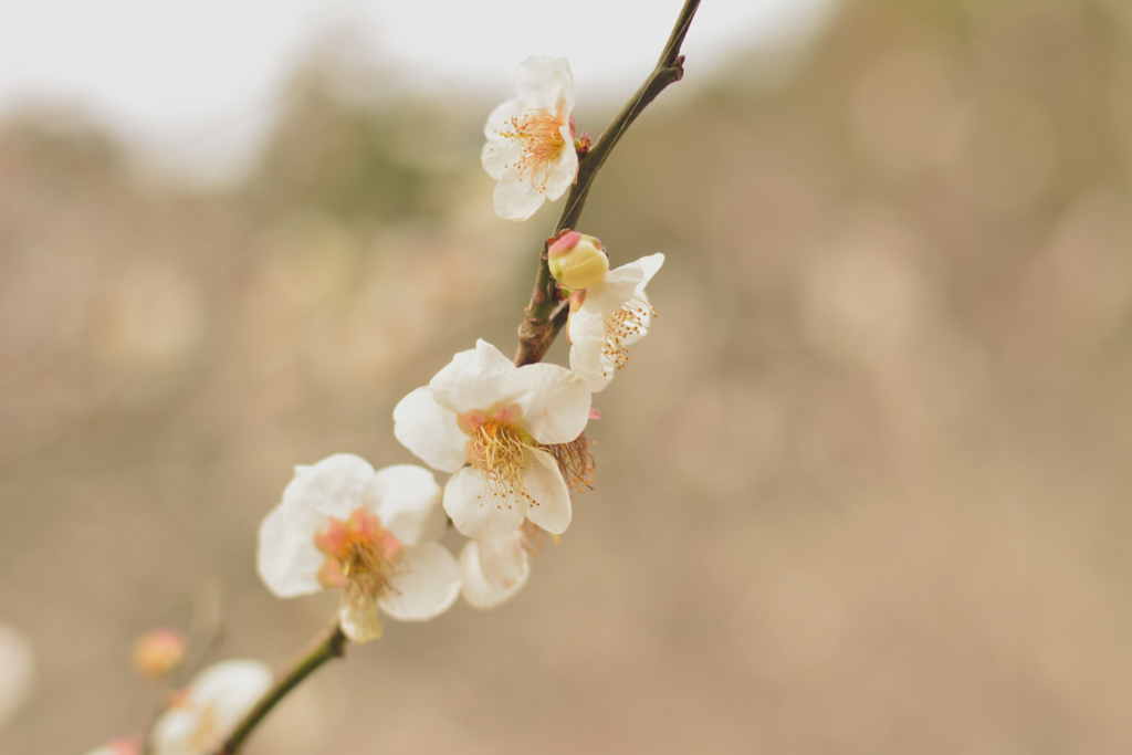 小富士梅林