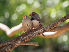 睦まじき鳥