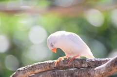 純白な鳥