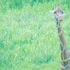 キリンさん