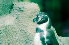 ペンギンさん