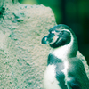 ペンギンさん