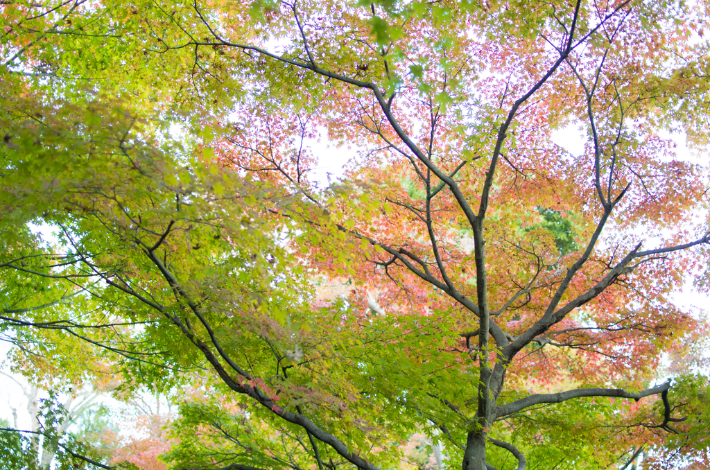 紅葉の手前